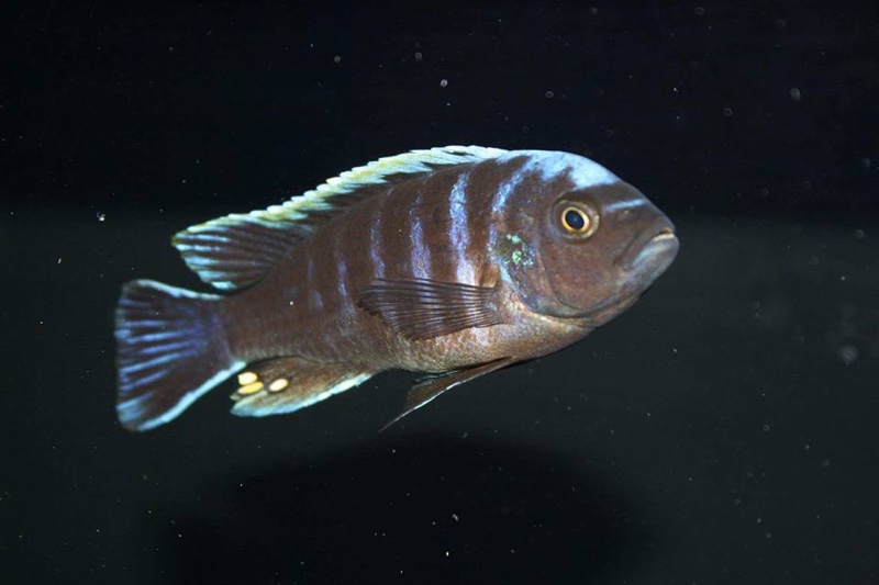 Cynotilapia aurifrons 'Lundu'